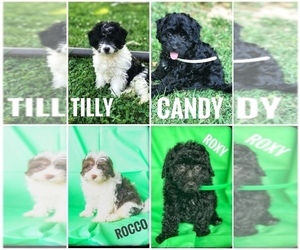YorkiePoo Litter for sale in BOWLING GREEN, KY, USA