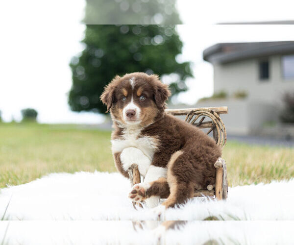 Medium Photo #1 Miniature Australian Shepherd Puppy For Sale in WARSAW, IN, USA