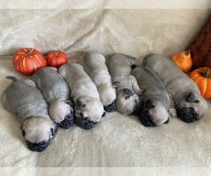 Pug Litter for sale in DULUTH, MN, USA