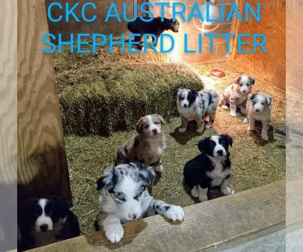Medium Photo #1 Australian Shepherd Puppy For Sale in BRIDGEWATER, VA, USA