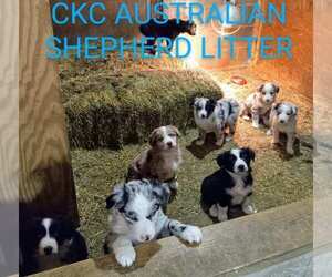 Australian Shepherd Litter for sale in BRIDGEWATER, VA, USA