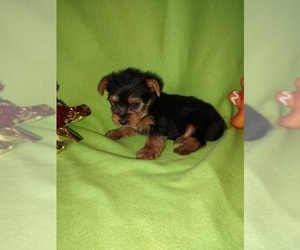 Yorkshire Terrier Litter for sale in LAPEER, MI, USA