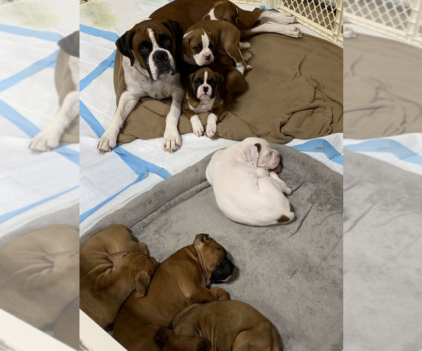 Medium Photo #1 Boxer Puppy For Sale in COMO, TX, USA