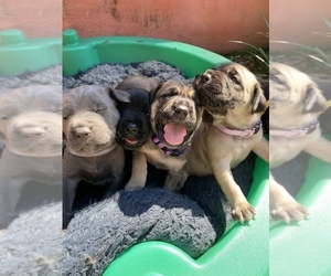 Cane Corso Litter for sale in CLEARWATER, FL, USA