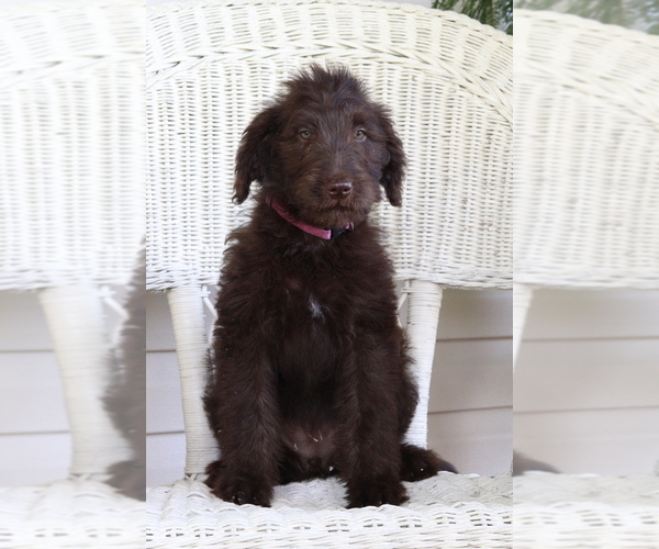 Medium Photo #1 Labradoodle Puppy For Sale in ROARING SPRING, PA, USA
