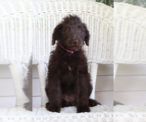 Labradoodle Litter for sale in ROARING SPRING, PA, USA