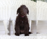 Small Photo #1 Labradoodle Puppy For Sale in ROARING SPRING, PA, USA