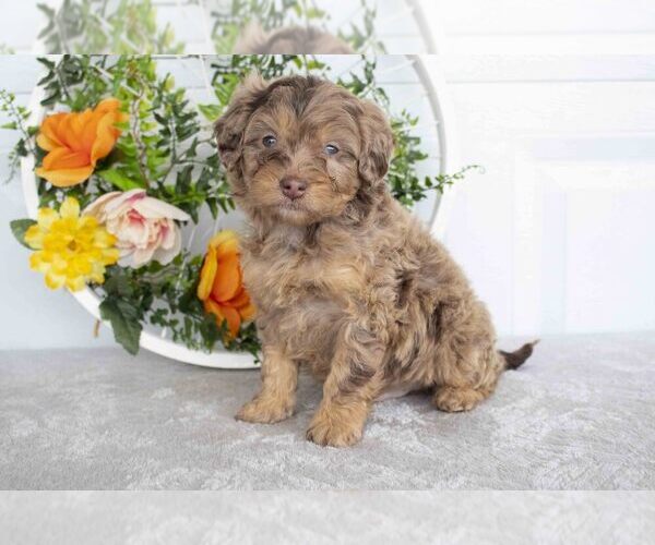 Medium Photo #1 Bernedoodle (Miniature) Puppy For Sale in NEWCOMERSTOWN, OH, USA