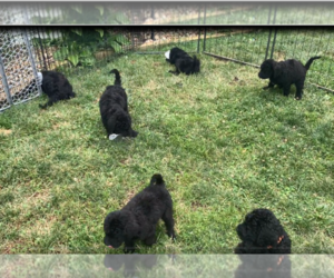 Labradoodle Litter for sale in ADAMS, IL, USA