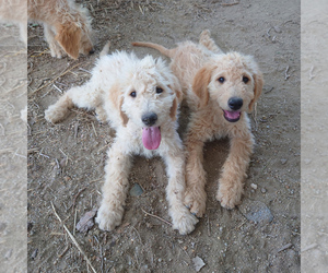 Goldendoodle Litter for sale in FALCON, CO, USA