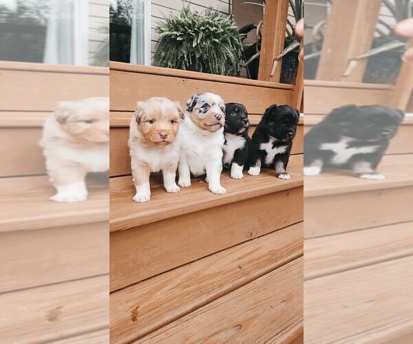 Medium Photo #1 Miniature Australian Shepherd Puppy For Sale in DAWSON, GA, USA