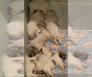 Great Pyrenees Litter for sale in WICHITA, KS, USA