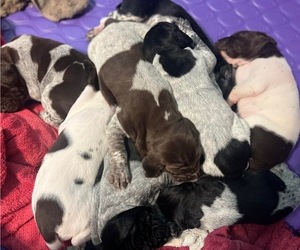 German Shorthaired Pointer Litter for sale in NORRIS CITY, IL, USA