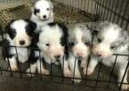 Small Photo #1 Border Collie Puppy For Sale in CHARLOTTE, MI, USA
