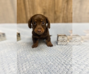 Dachshund Litter for sale in MYRTLE, MO, USA