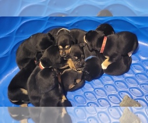 Golden Retriever-Unknown Mix Litter for sale in BEL AIR, MD, USA