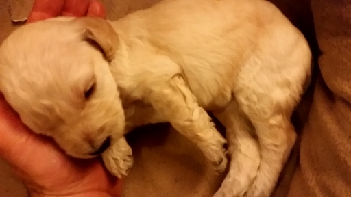 Medium Photo #1 Goldendoodle Puppy For Sale in NORTH ANDOVER, MA, USA