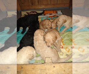 Double Doodle Litter for sale in LAURENS, SC, USA