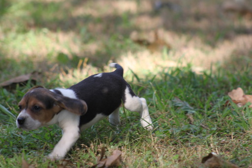 Medium Photo #1 Beagle Puppy For Sale in AVA, MO, USA
