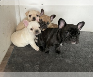 French Bulldog Litter for sale in BYRON, IL, USA