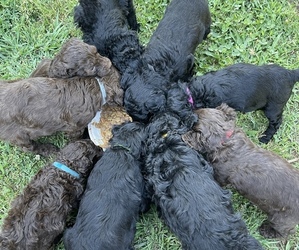 Goldendoodle Litter for sale in COOKEVILLE, TN, USA
