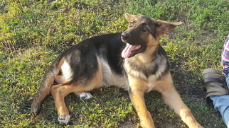 German Shepherd Dog Litter for sale in MIDLOTHIAN, TX, USA