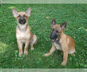 German Shepherd Dog-Malinois Mix Litter for sale in FOX LAKE, IL, USA