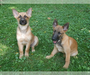 Medium German Shepherd Dog-Malinois Mix