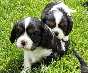 Cavalier King Charles Spaniel Litter for sale in NIBLEY, UT, USA