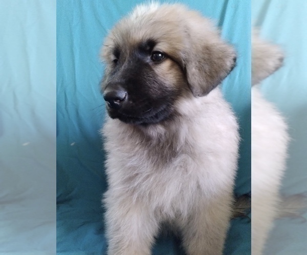 Medium Photo #1 King Shepherd Puppy For Sale in YUCCA VALLEY, CA, USA
