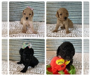 Poodle (Toy) Litter for sale in SHELL KNOB, MO, USA