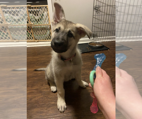 Medium Photo #1 Alaskan Malamute-German Shepherd Dog Mix Puppy For Sale in WAYNESBORO, PA, USA
