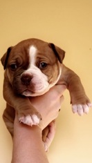 American Bulldog Litter for sale in OMAHA, NE, USA
