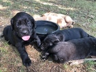 Small Photo #1 Labrador Retriever Puppy For Sale in VAN BUREN, AR, USA