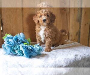 Goldendoodle (Miniature) Litter for sale in FRESNO, OH, USA