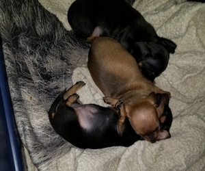 Dachshund Litter for sale in MCVEYTOWN, PA, USA