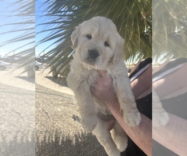 Medium Photo #1 English Cream Golden Retriever Puppy For Sale in PHOENIX, AZ, USA