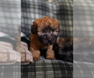 Soft Coated Wheaten Terrier Litter for sale in FREDERICK, MD, USA
