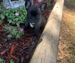 French Bulldog Litter for sale in VALLEY, AL, USA