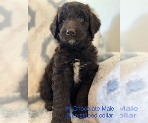 Aussiedoodle Litter for sale in NEOSHO, MO, USA