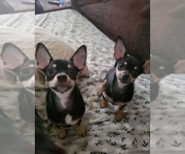 Medium Photo #1 Chihuahua Puppy For Sale in BETHPAGE, NY, USA