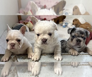 French Bulldog Litter for sale in LAKE WALES, FL, USA