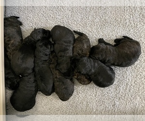 Labradoodle Litter for sale in WAVERLY, IA, USA