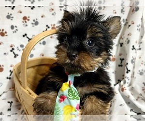 Yorkshire Terrier Litter for sale in JONESTOWN, TX, USA