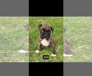 Boxer Litter for sale in SHIPSHEWANA, IN, USA
