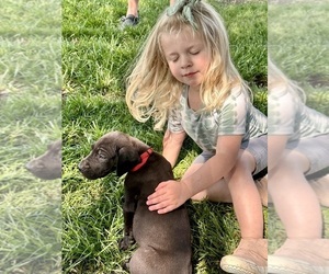 Great Dane Litter for sale in PILOT GROVE, MO, USA