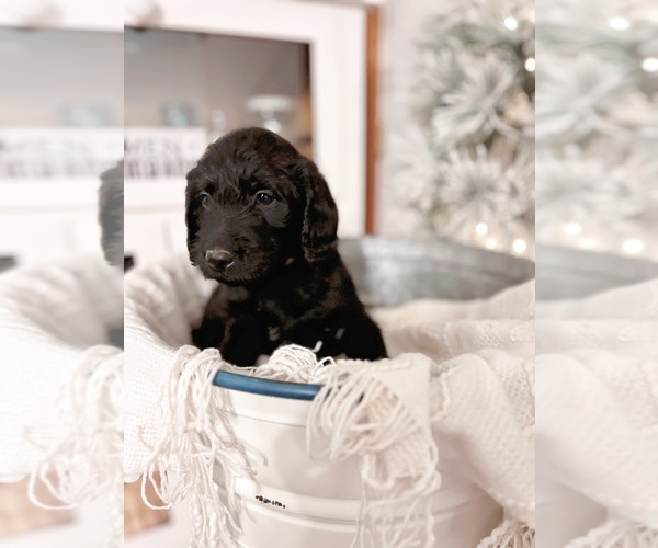 Medium Photo #1 Labradoodle Puppy For Sale in PINE GROVE, PA, USA