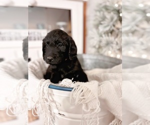 Labradoodle Litter for sale in PINE GROVE, PA, USA
