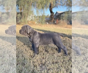 Cane Corso Litter for sale in HOLTVILLE, CA, USA