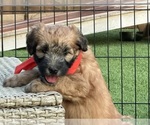 Small Soft Coated Wheaten Terrier